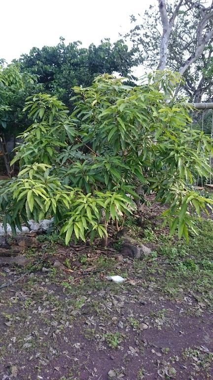 Cucuve Eco Hostal Puerto Baquerizo Moreno Kültér fotó